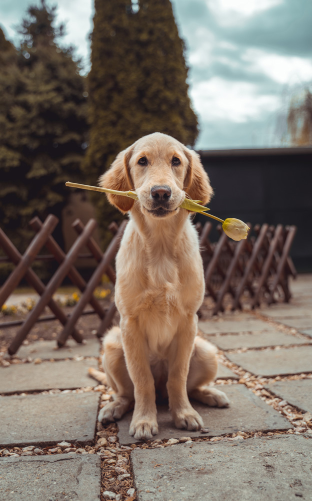 golden retriever sitting with a tulip in its mouth - Pawsitive Care Animal Hospital, Manassas, Virginia veterinarian