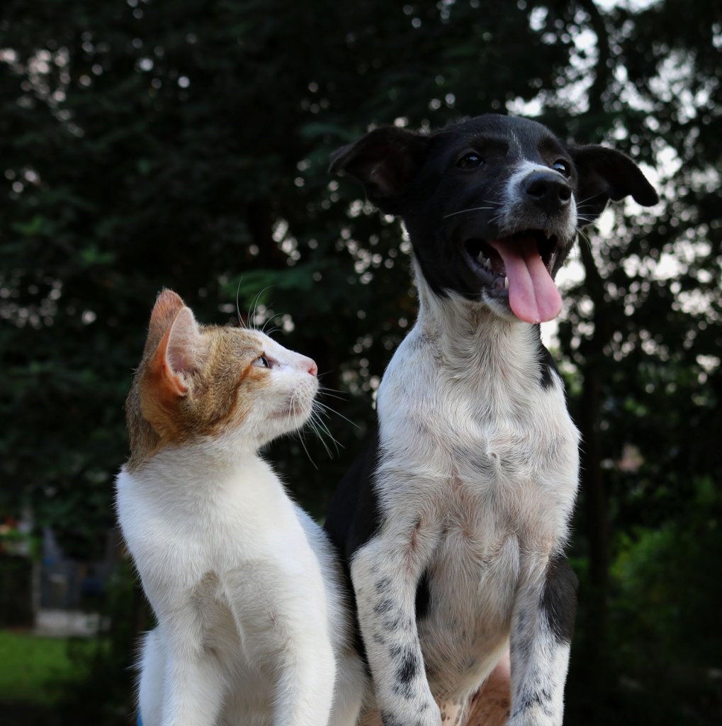 Dog and cat | Buy Cat Food & Dog Food Online!