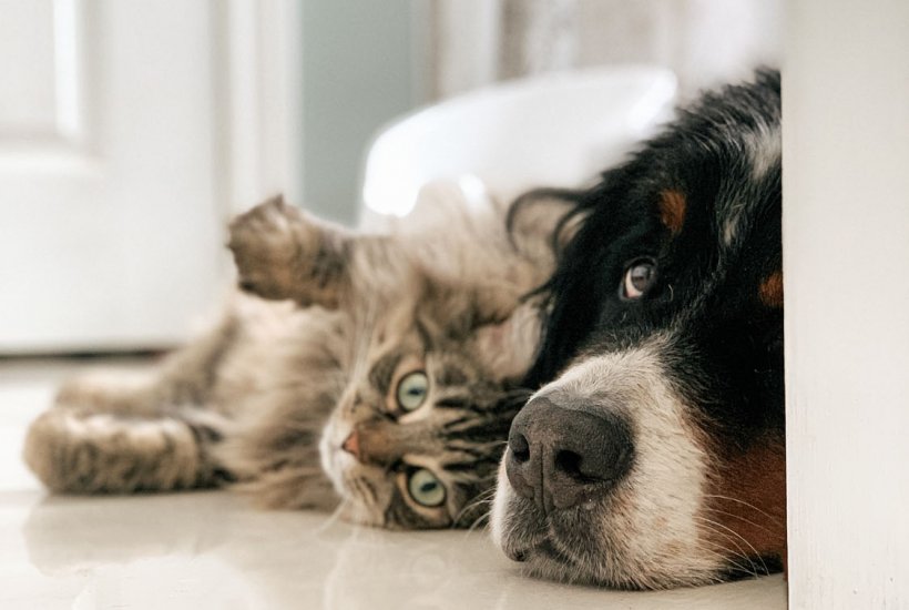 Dog and cat lying on floor together | Veterinary clinic in Manassas, VA