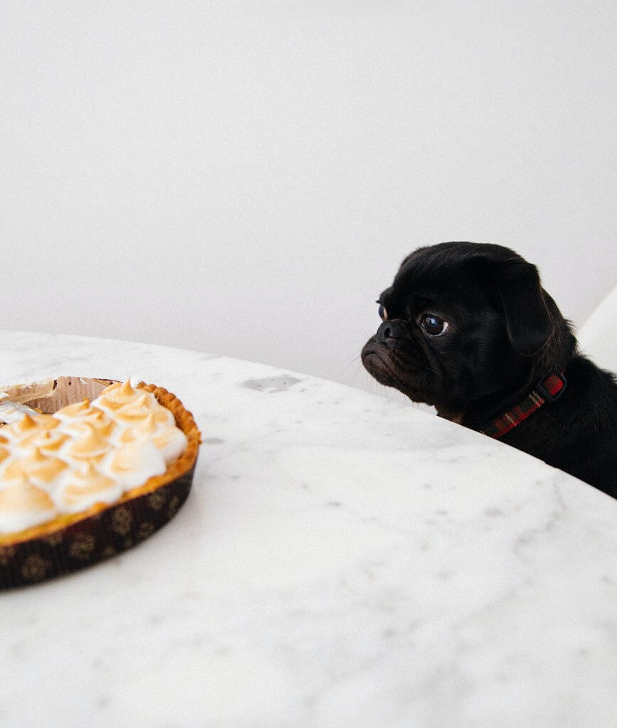 Pug staring at meringue | Unhealthy foods for dogs