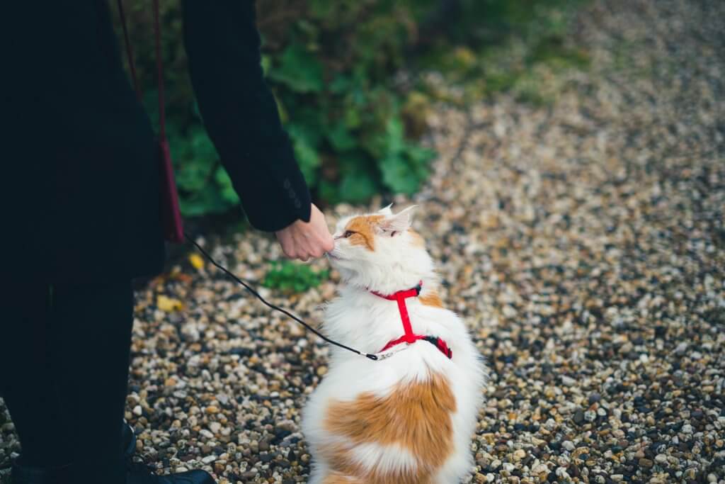 Cat Taking a Treat | Give Your Cat a Balanced Diet